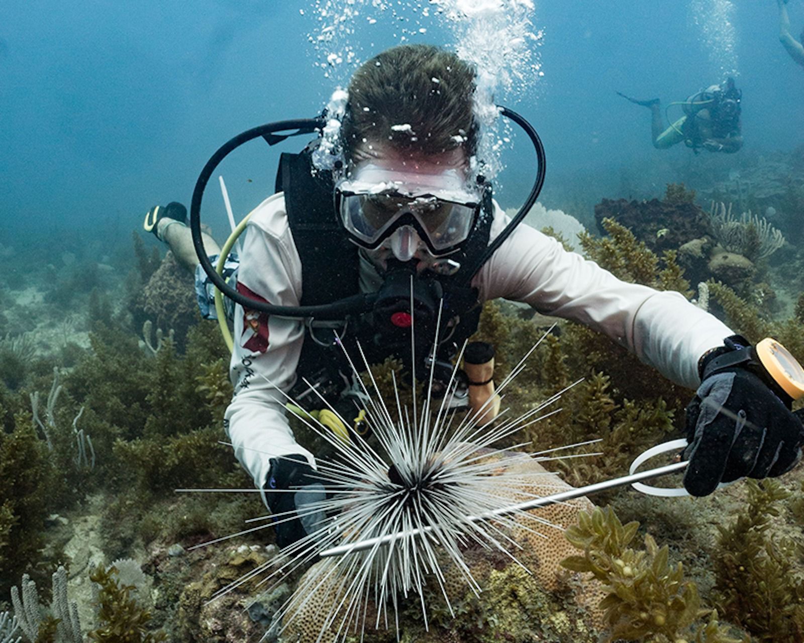 Revista internacional destaca el misterio del arrecife de coral saludable de la Bahía de Tela
